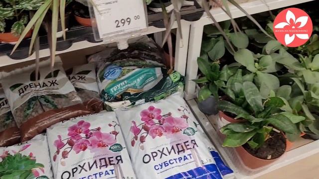 Обзор орхидей в магазине EUROSPAR в Москве смотреть онлайн