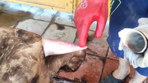 РАЗДЕЛКА Головы БЫКА. Часть I