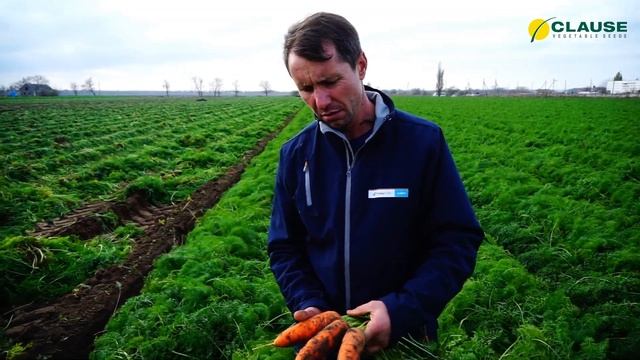 Уборка моркови Боливар F1 в Херсонской области 07 ноября 2016 года смотреть онлайн