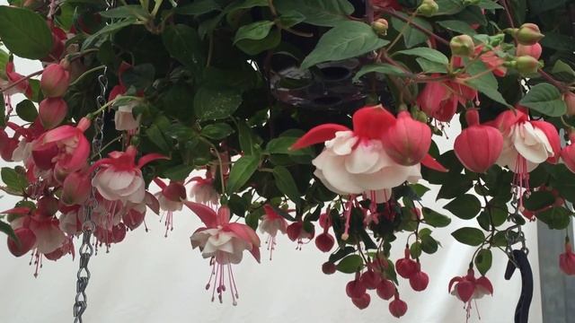 Swingtime Fuchsia смотреть онлайн