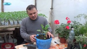 ВЫСАДКА БАКЛАЖАНОВ И ПЕРЦА В ВЁДРА ПО ДВА В ЛУНКУ!