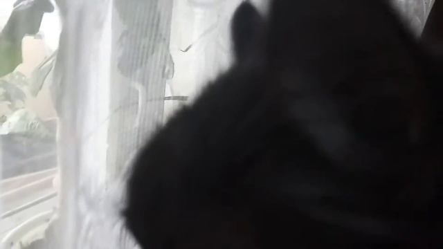 Синичка залетела на балкон. кот пристально за ней наблюдал смотреть онлайн