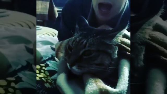 Кот не понимает что происходит ) смотреть онлайн