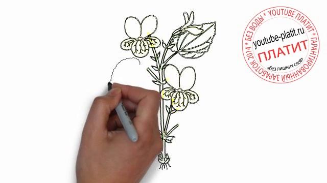 Как нарисовать красивую фуксию поэтапно карандашом смотреть онлайн