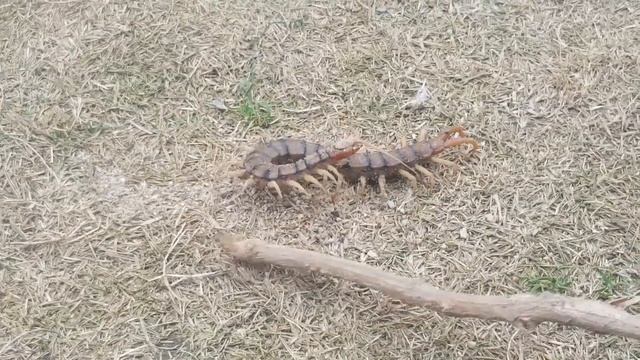 Giant Centipede | Scolopendra Gigantea смотреть онлайн