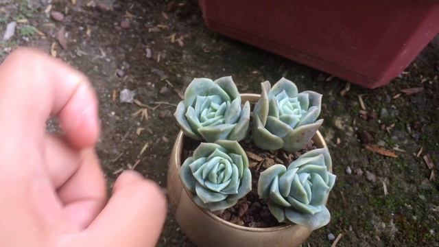Graptoveria Lovely Rose Care tips.|Succulent therapy. смотреть онлайн