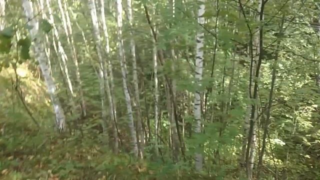 Осенние дары подъехали! Идем в лес за грибами и орехами лещина "фундук" смотреть онлайн