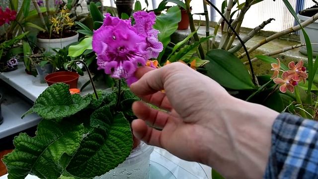 Стрептокарпус DS-1799 смотреть онлайн