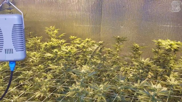 The "Basic" Grow (Recovery, Day 21) смотреть онлайн