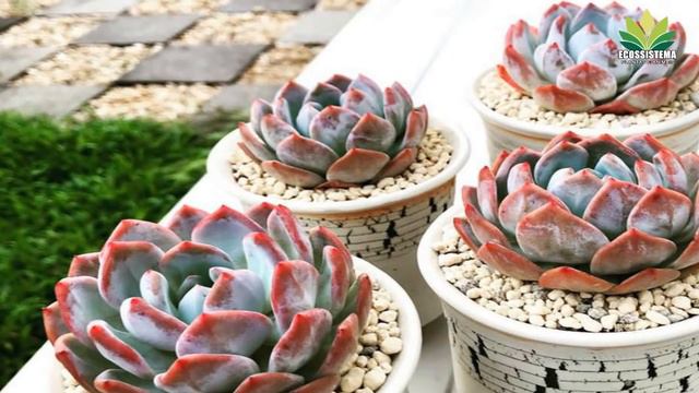 Echeveria 'Monroe - planta Suculenta muito linda e Rara ! смотреть онлайн