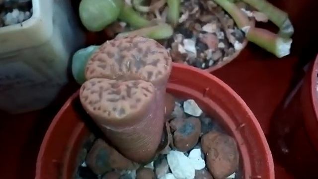 Astrophytum asterias cultivar, myriostigma, ornatum. Обзор астрофитумов на моем подоконнике. смотреть онлайн