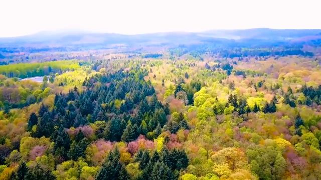 Peaceful Music, Relaxing Instrumental Music, Study Spa music Trees of Life by Ti 4ч смотреть онлайн