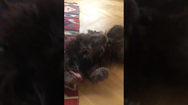 The best dog ever ❤️ смотреть онлайн