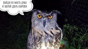 Сова Ёль под громом, молниями и дождём совсем не УГУ. Зато утром всё УГУ