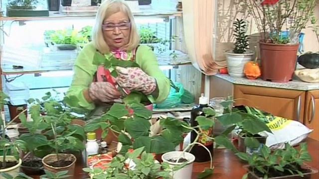 Лучки Пучки. Серия 229. Как вырастить огуречную рассаду. смотреть онлайн
