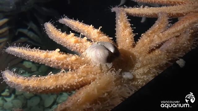 Sunflower star has weird way of eating смотреть онлайн