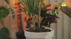 ДРАЦЕНА. Правила ухода и пересадки драцены. Как правильно пересадить драцену. Как поливать драцену