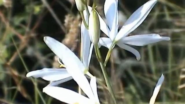 Anthericum liliago bělozářka liliovitá смотреть онлайн
