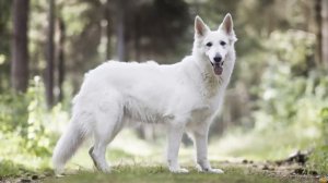 Белая Швейцарская Овчарка против Немецкой Овчарки. Кто Победит В Схватке?