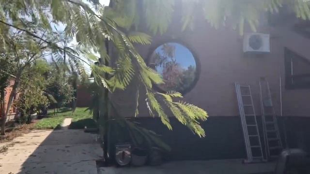 Французский бульдог Мира лежит на атасе... смотреть онлайн