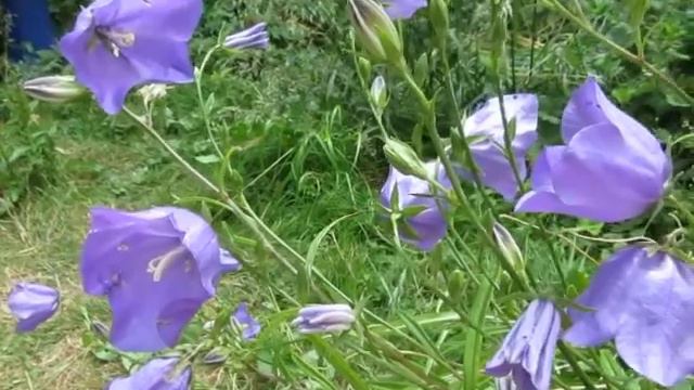 MEET CANTERBURY BELLS CAMPANULA