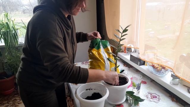Укоренение и посадка Замиокулькаса ! Размножение черенками в воде! смотреть онлайн