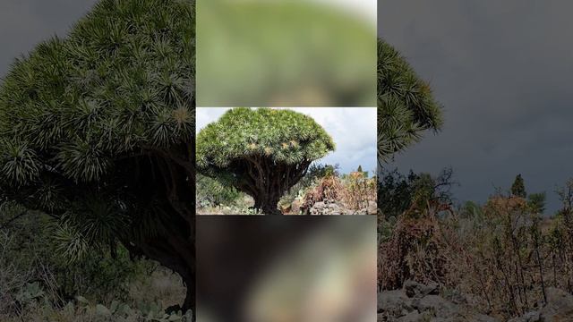 Дерево из которого течет кровь смотреть онлайн