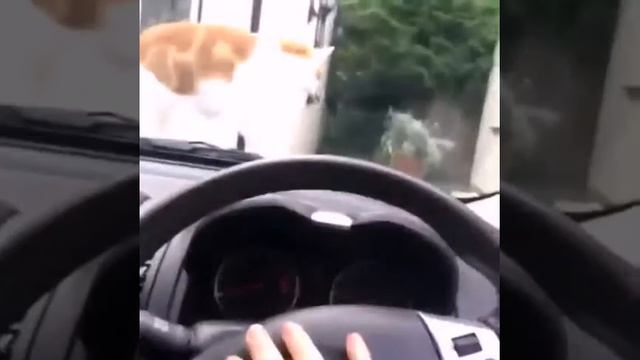 ЛЕМУР КОТ СОБАКА смотреть онлайн