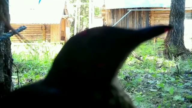 Видео с фотоловушек. Юмор. Тайга. Сибирь. смотреть онлайн