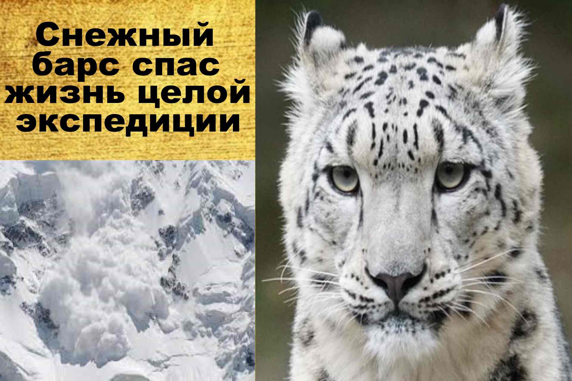 Снежный барс спас жизнь целой экспедиции. Интересные истории из жизни животных. Аудио рассказы.