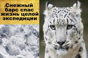 Снежный барс спас жизнь целой экспедиции. Интересные истории из жизни животных. Аудио рассказы.