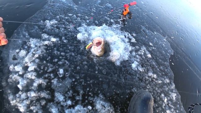 Судаки на 100мм Range vib от Bassday смотреть онлайн