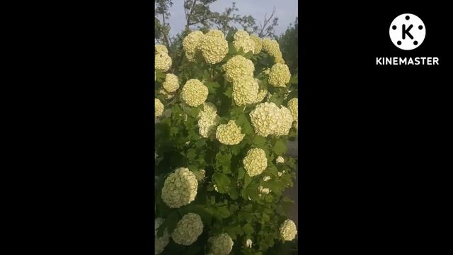 Бульдонеш. #Shorts смотреть онлайн