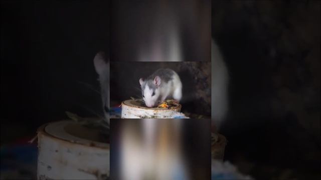 интересные факты о животных. Хомяки #shorts смотреть онлайн