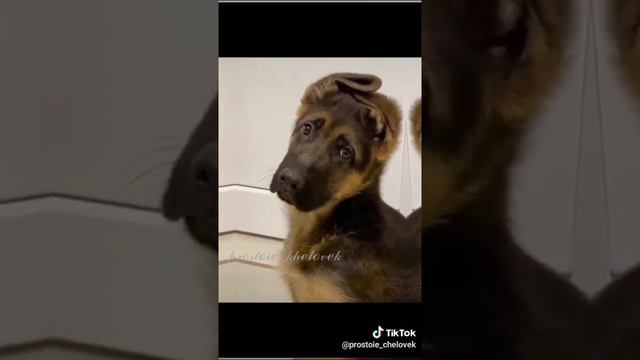 Люблю тик ток смотреть онлайн