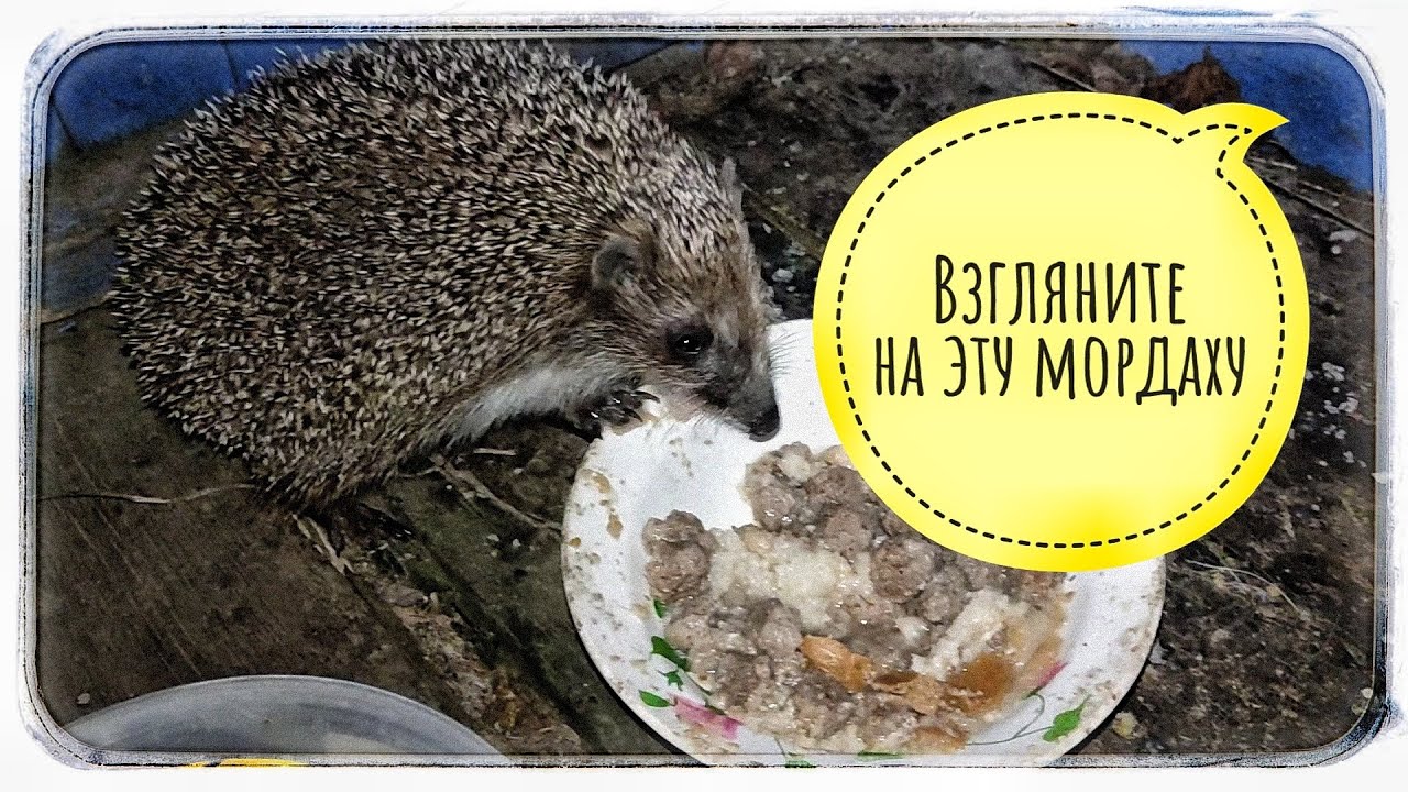 Случайно снял на камеру смелого ЕЖА! смотреть онлайн