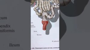 Аппендицит от семечек ?  Бесплатный доктор.