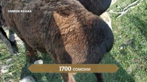 мол бозори регар шанбе бозори Регар нархи наво нархи гӯшт ва меваги 06.07.2019