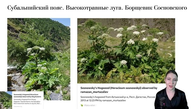 Высотная поясность: как меняется растительность при подъеме в гору? смотреть онлайн