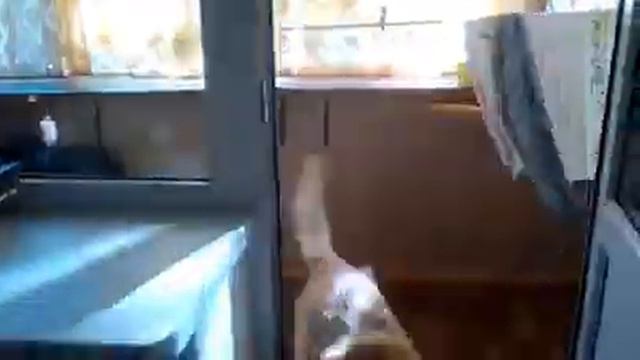 Куба и Бобик смотреть онлайн