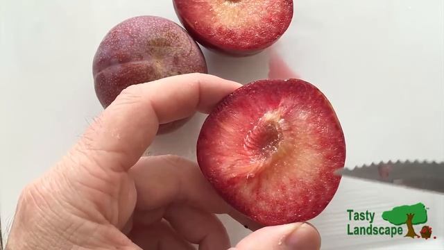 Video Tasting Of The Dapple Dandy Pluot