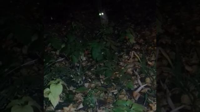 Кот! моргни дальним!