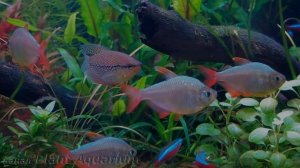 Тетра сапфировая