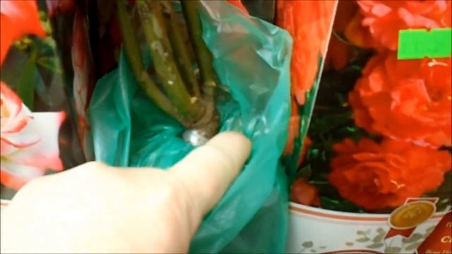 РОЗЫ ИЗ КОРОБКИ: НА ЧТО ОБРАЩАТЬ ВНИМАНИЕ смотреть онлайн