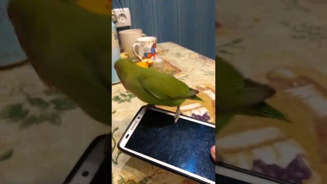 Неразлучник и цыпленок. Игрушка попугая, друг. смотреть онлайн