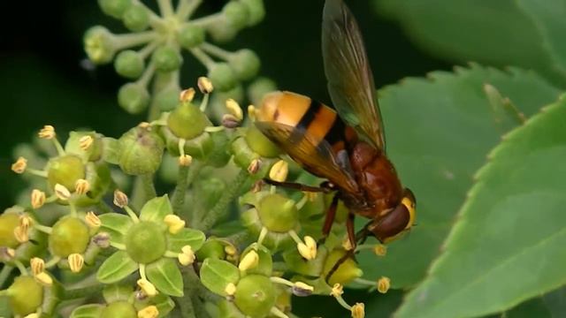 Volucella zonaria on ivy flowers смотреть онлайн