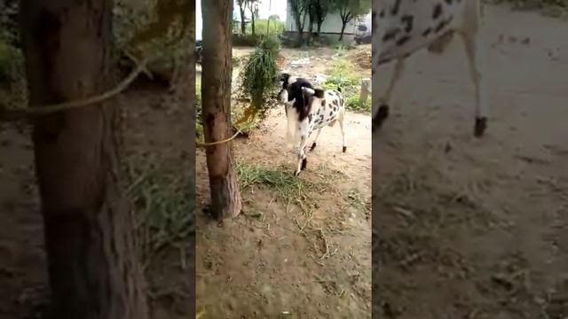 FIGHTER SHEEP смотреть онлайн