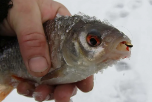 Лучшее тесто для ловли плотвы и леща зимой