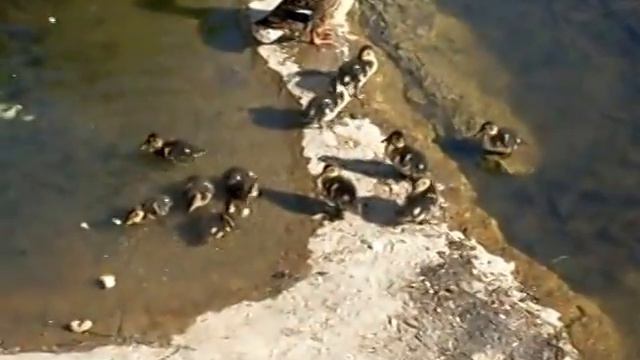 Птички на пруду в зоне отдыха Тропарёво 05.06.2011 смотреть онлайн