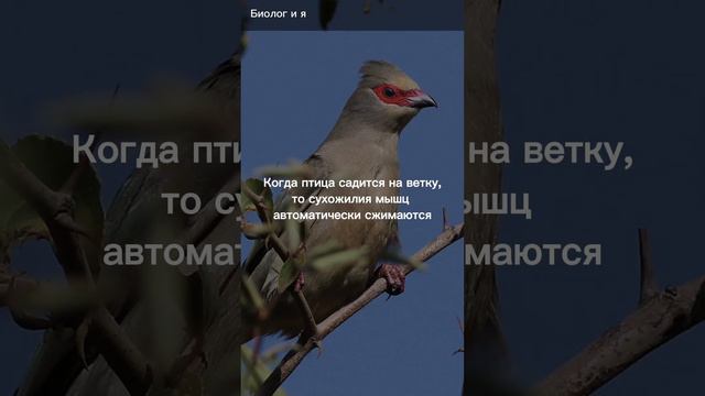 Как птицы сидят на тонких ветках? #биология #nature #science смотреть онлайн